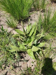 Hypoxis multiceps