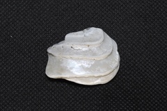 Ostreidae
