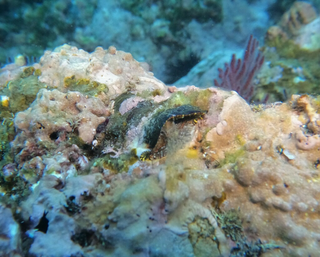 Thylacodes margaritaceus
