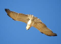 Circaetus gallicus