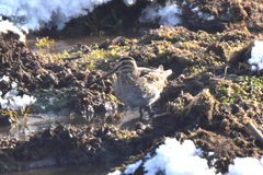 Gallinago solitaria