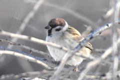 Passer montanus dilutus