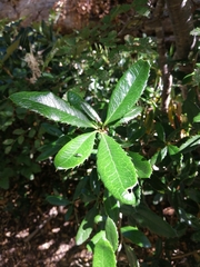 Berberis serrato-dentata