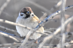 Passer montanus dilutus