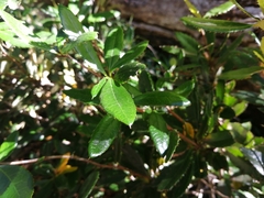 Berberis serrato-dentata