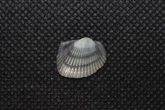 Anadara kagoshimensis