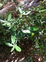 Berberis serrato-dentata