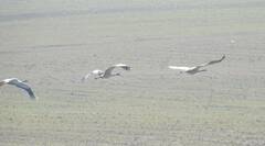 Grus grus