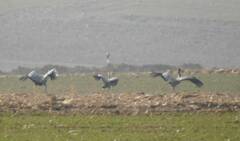 Grus grus