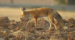 Vulpes vulpes barbara