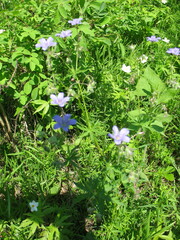 Geranium pseudosibiricum