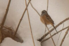Emberiza godlewskii