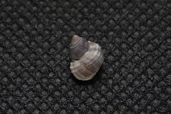 Echinolittorina radiata
