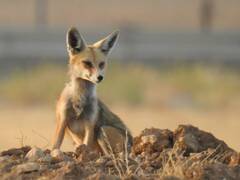 Vulpes vulpes barbara