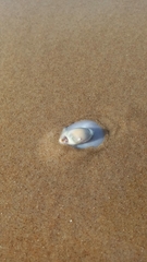Olivancillaria