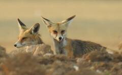 Vulpes vulpes barbara