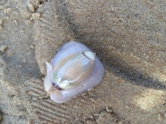 Olivancillaria