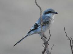 Lanius excubitor
