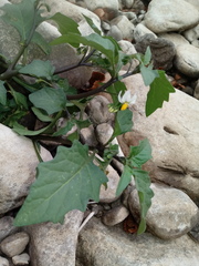 Solanum nigrum