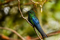 Pterophanes cyanopterus