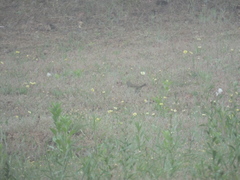 Emberiza spodocephala