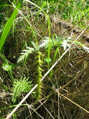 Carex arnellii