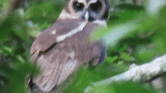 Strix leptogrammica