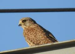 Falco tinnunculus