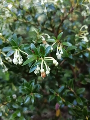 Gaultheria poeppigii