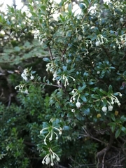 Gaultheria poeppigii