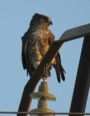 Circaetus gallicus