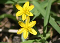 Moraea lewisiae