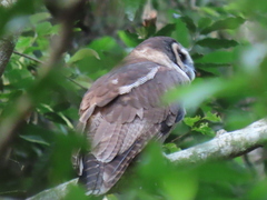 Strix leptogrammica