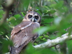 Strix leptogrammica
