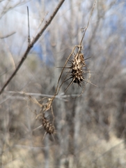 Echinopepon wrightii