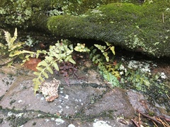 Asplenium × kentuckiense