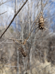 Echinopepon wrightii