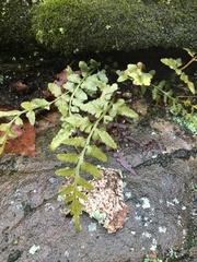Asplenium × kentuckiense
