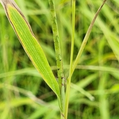 Rottboellia cochinchinensis
