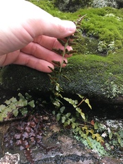 Asplenium × kentuckiense