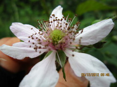 Rubus rigidus