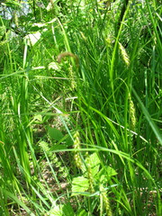Carex arnellii
