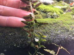 Asplenium × kentuckiense