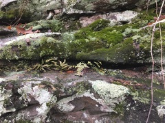 Asplenium × kentuckiense