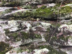 Asplenium × kentuckiense