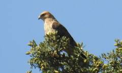 Buteo rufinus cirtensis