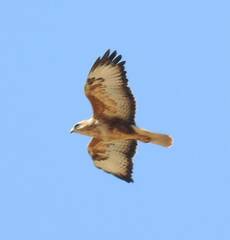 Buteo rufinus cirtensis