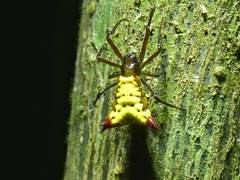 Micrathena duodecimspinosa