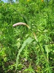 Bistorta officinalis