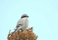Lanius excubitor